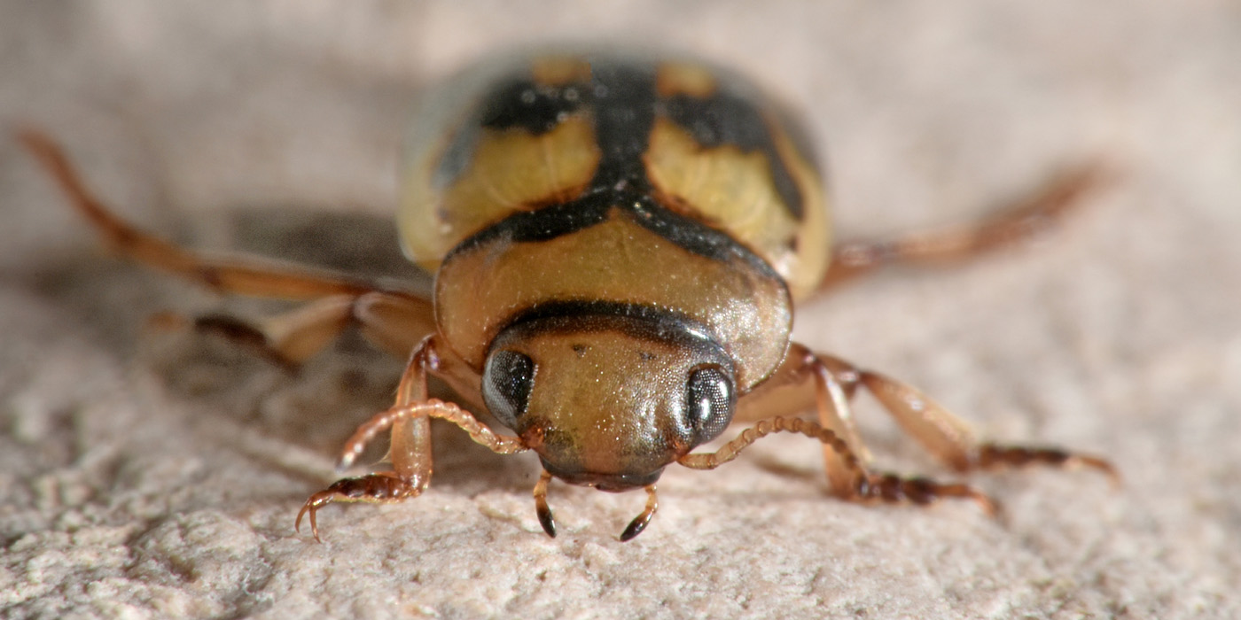 Dytiscidae:   Nebrioporus sansii?  S !